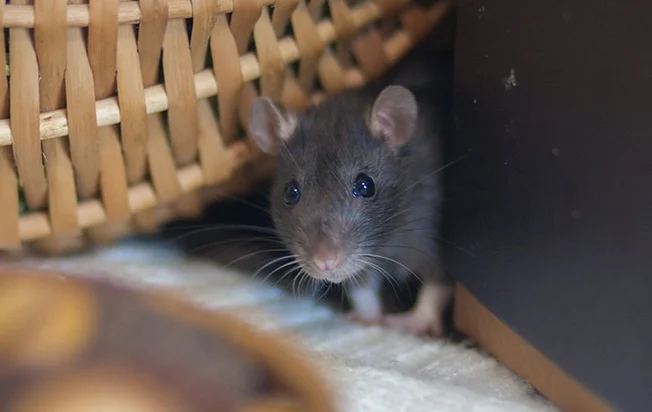 6453C35009D9632444Ceb18C Rat Crawling In Pantry