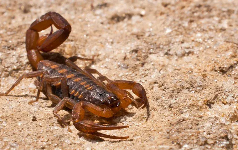 Bark Scorpion Crawling On The Ground (2)