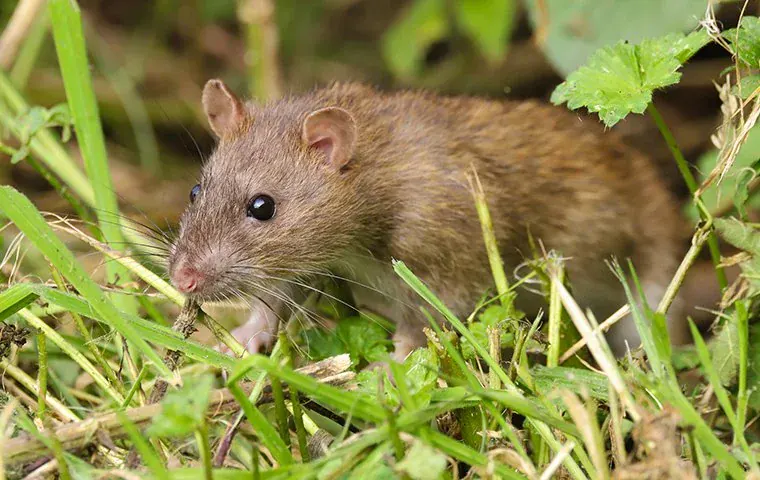 Rat In The Grass