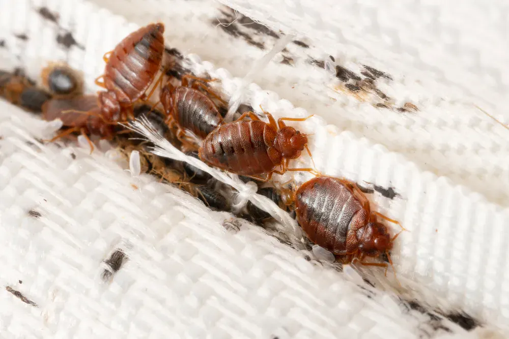 Image highlighting bed bug treatment services by Vantage Pest Control in Las Vegas.